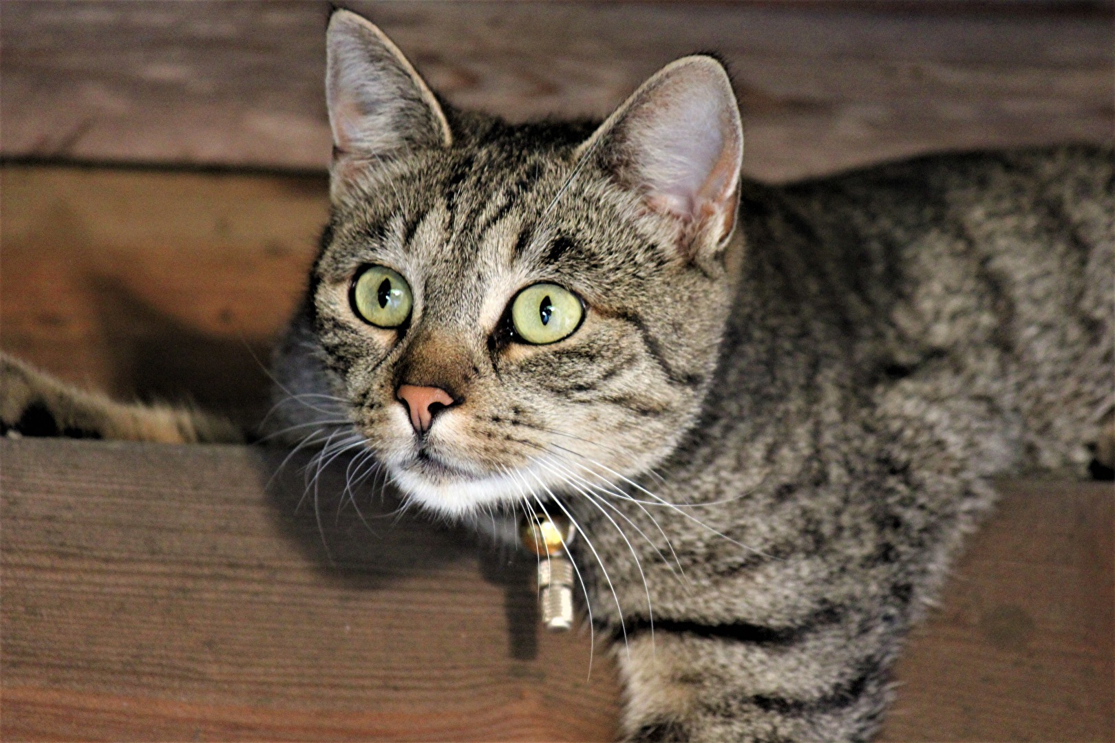 Tiere (allgemein)