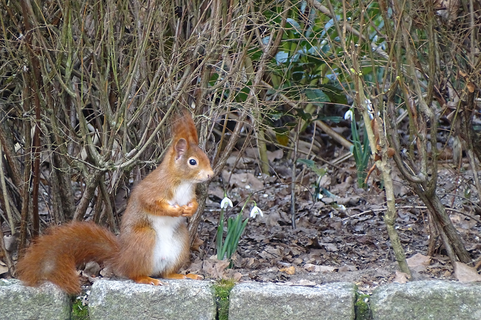 Frühling ?