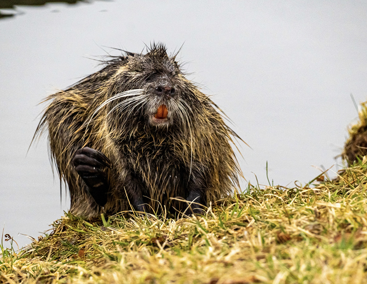 Nutria