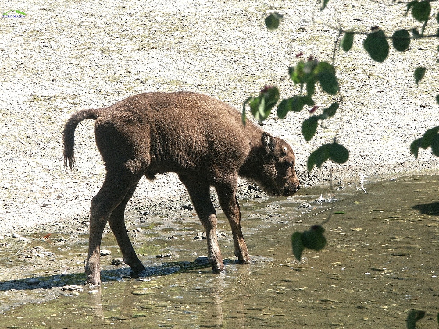 kleine Bizon