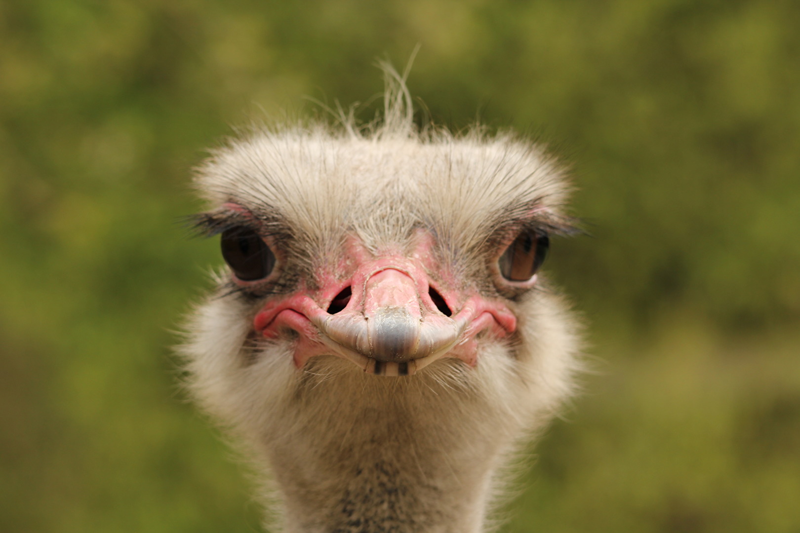 Ostrittrum Tierpark 01