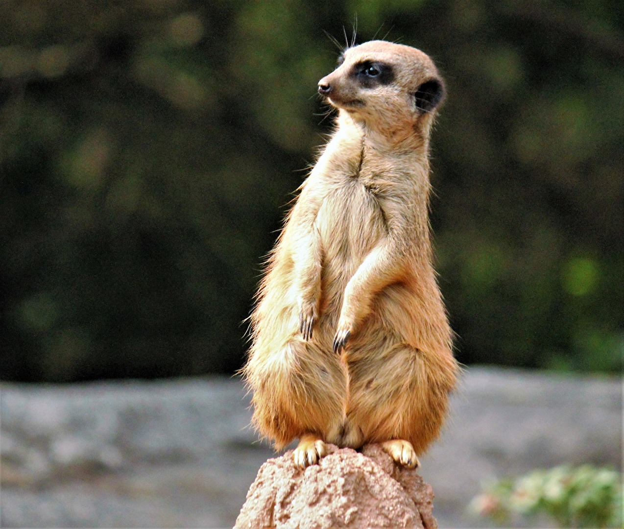 Erdmännchen im Leipziger ZOO