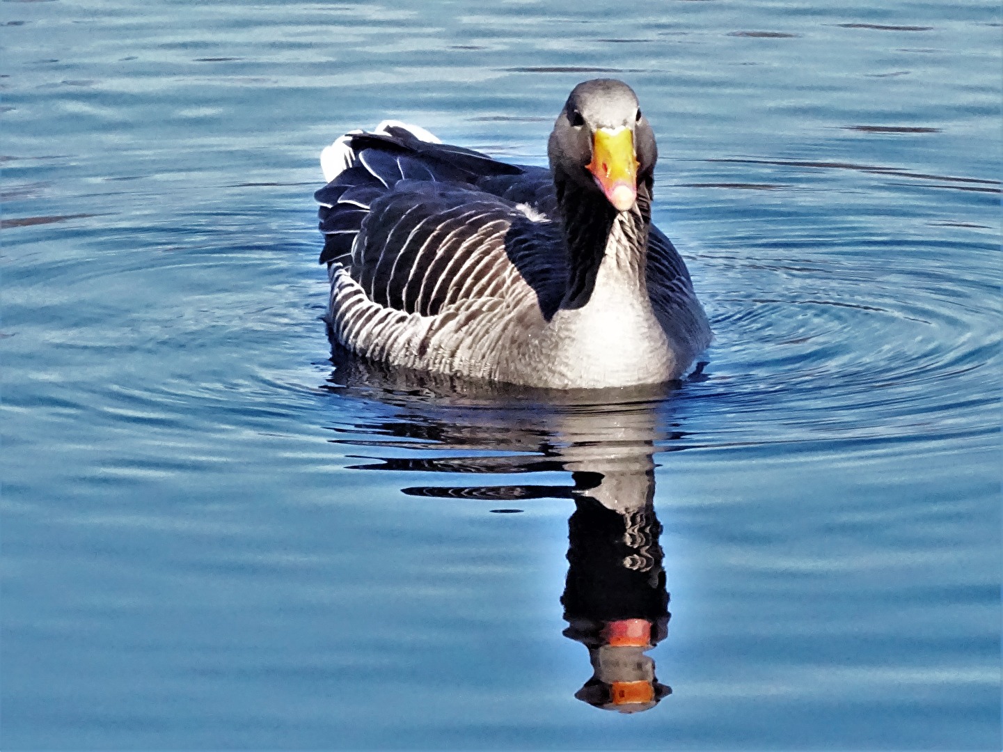 Greylag goose