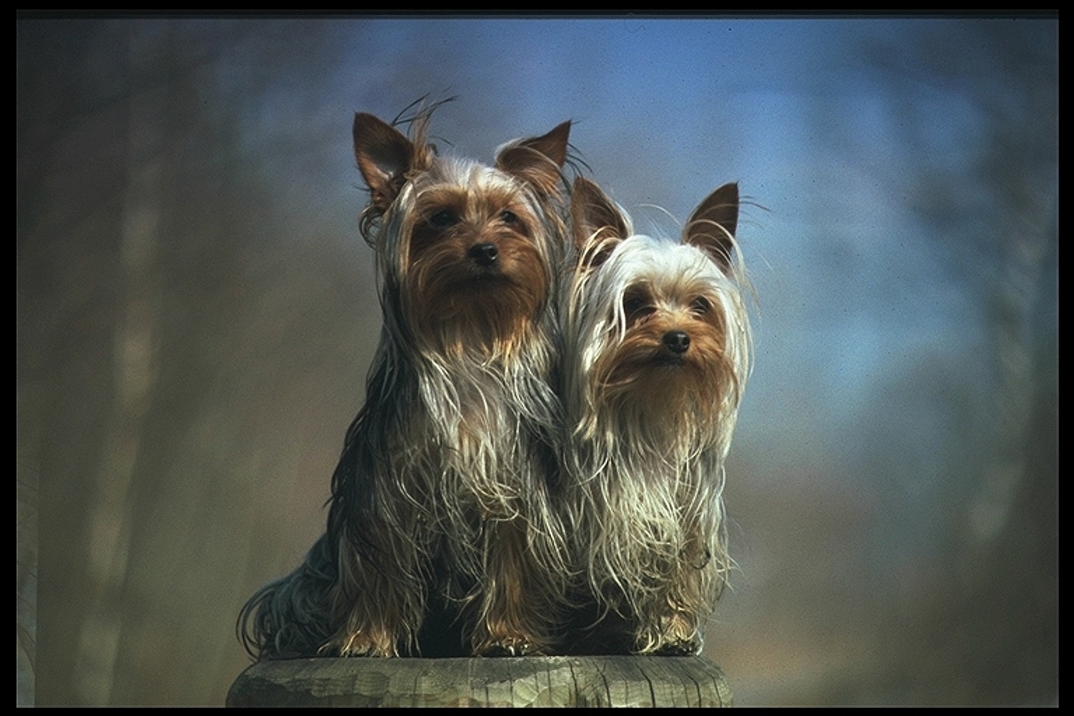 Meine Doggy´s