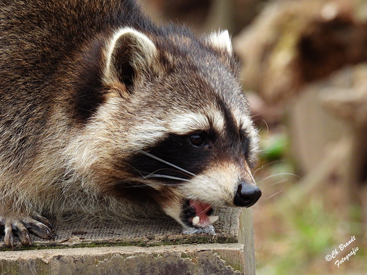 Waschbär!