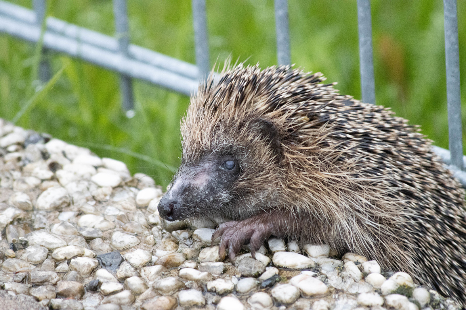 Igel im Garten