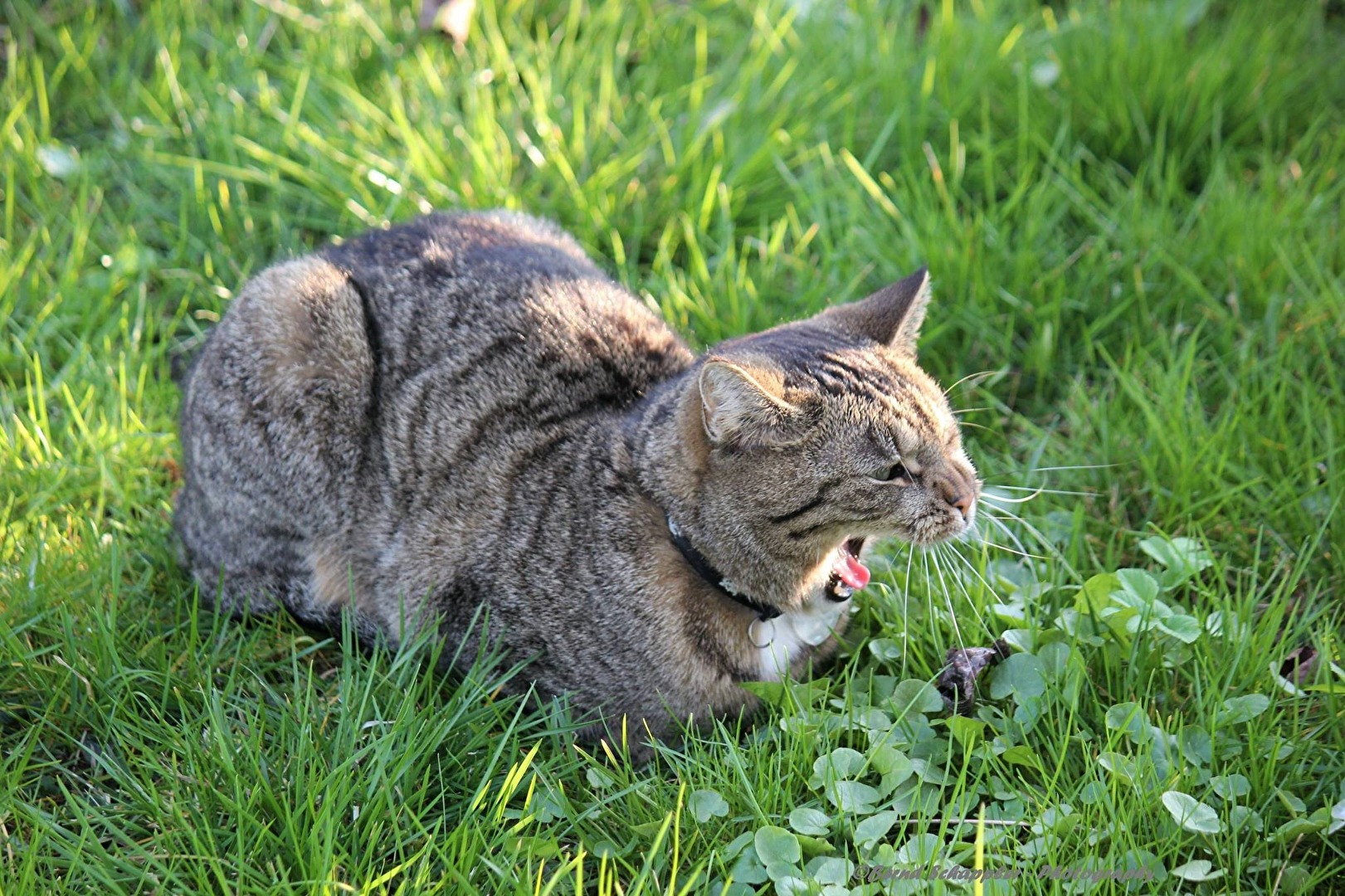 Katze auf Mäusejagt