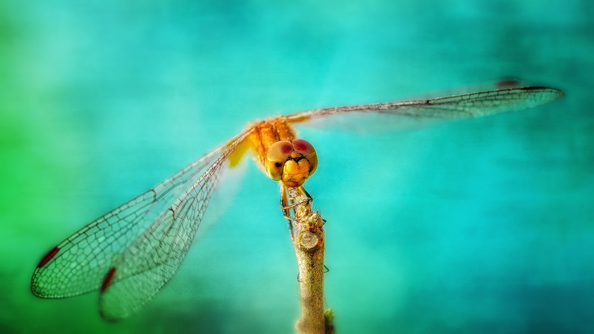 Dragon fly