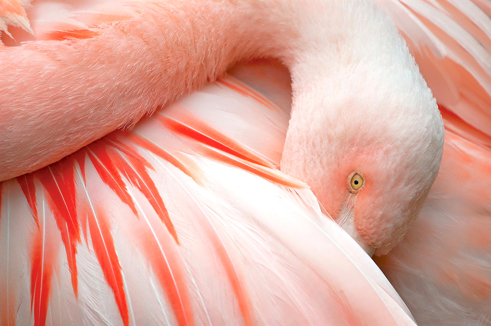 Flamingo close up
