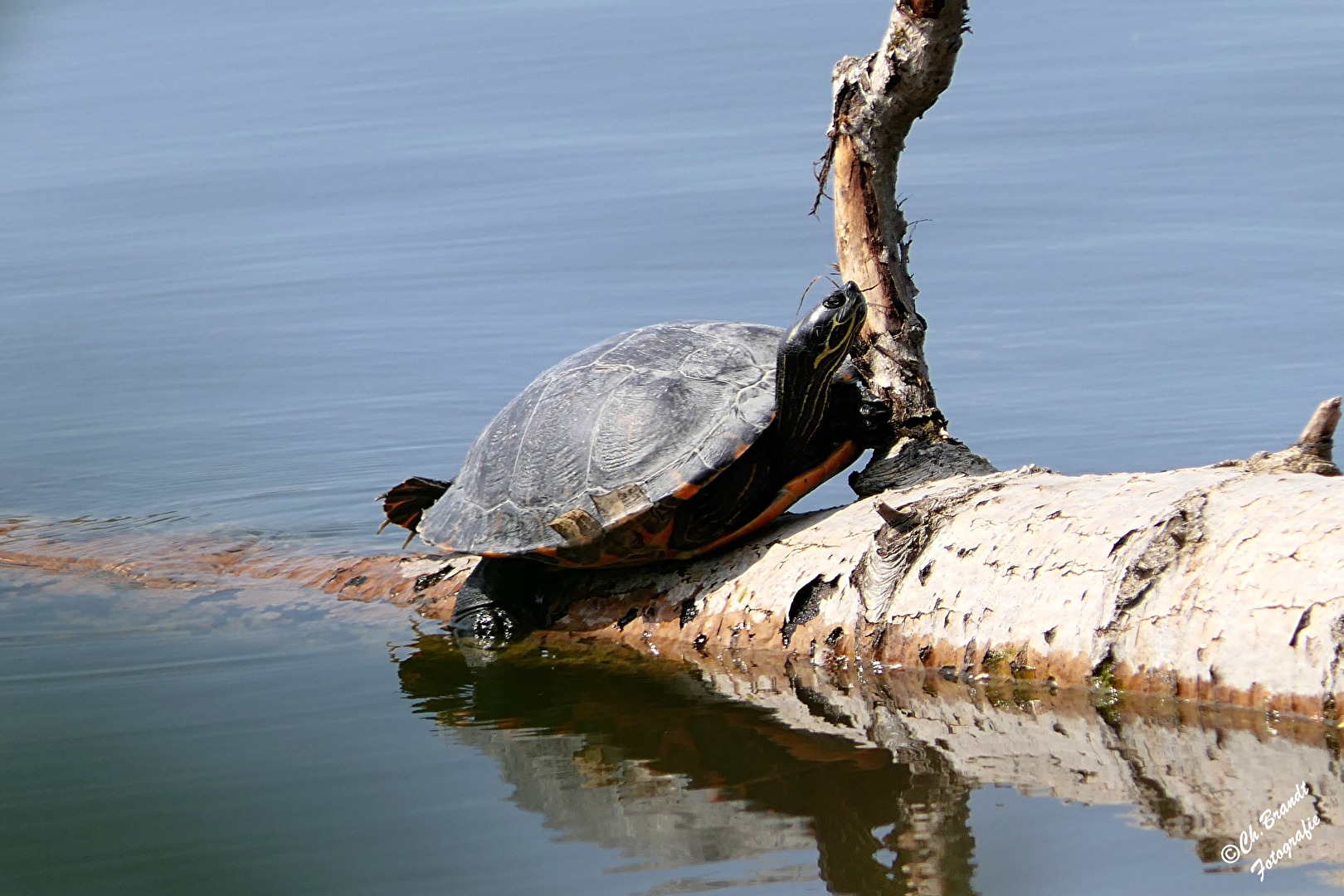 Schildkröte!