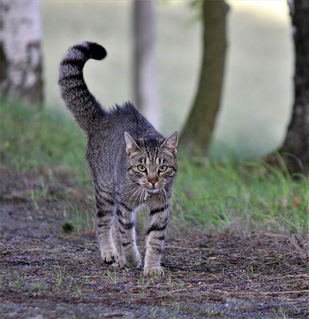 Getiegerte Katze auf Jagt