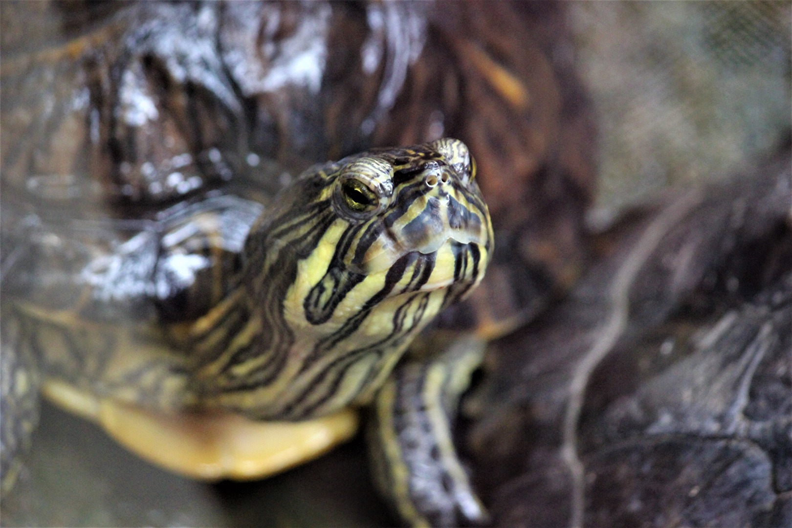Schildkröte