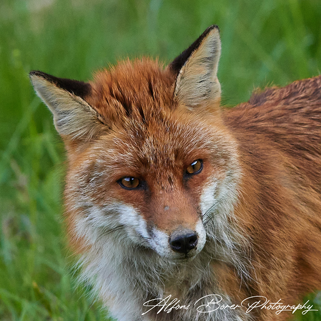 Rotfuchs Portrait