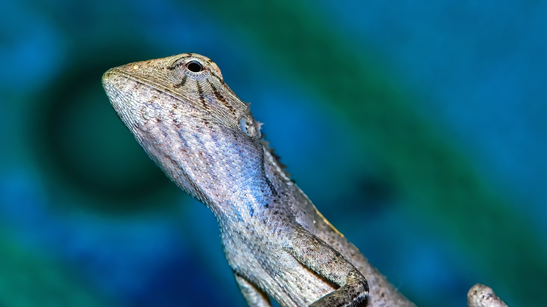 Nicht grösser als ein kleiner Frauenfinger 2