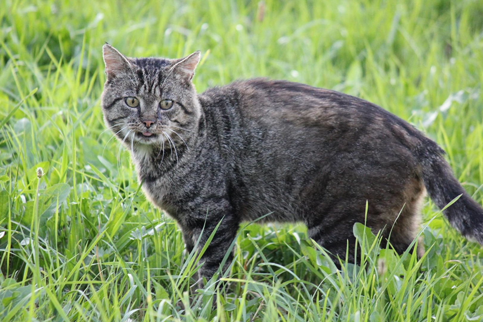 Katze auf der Jagt