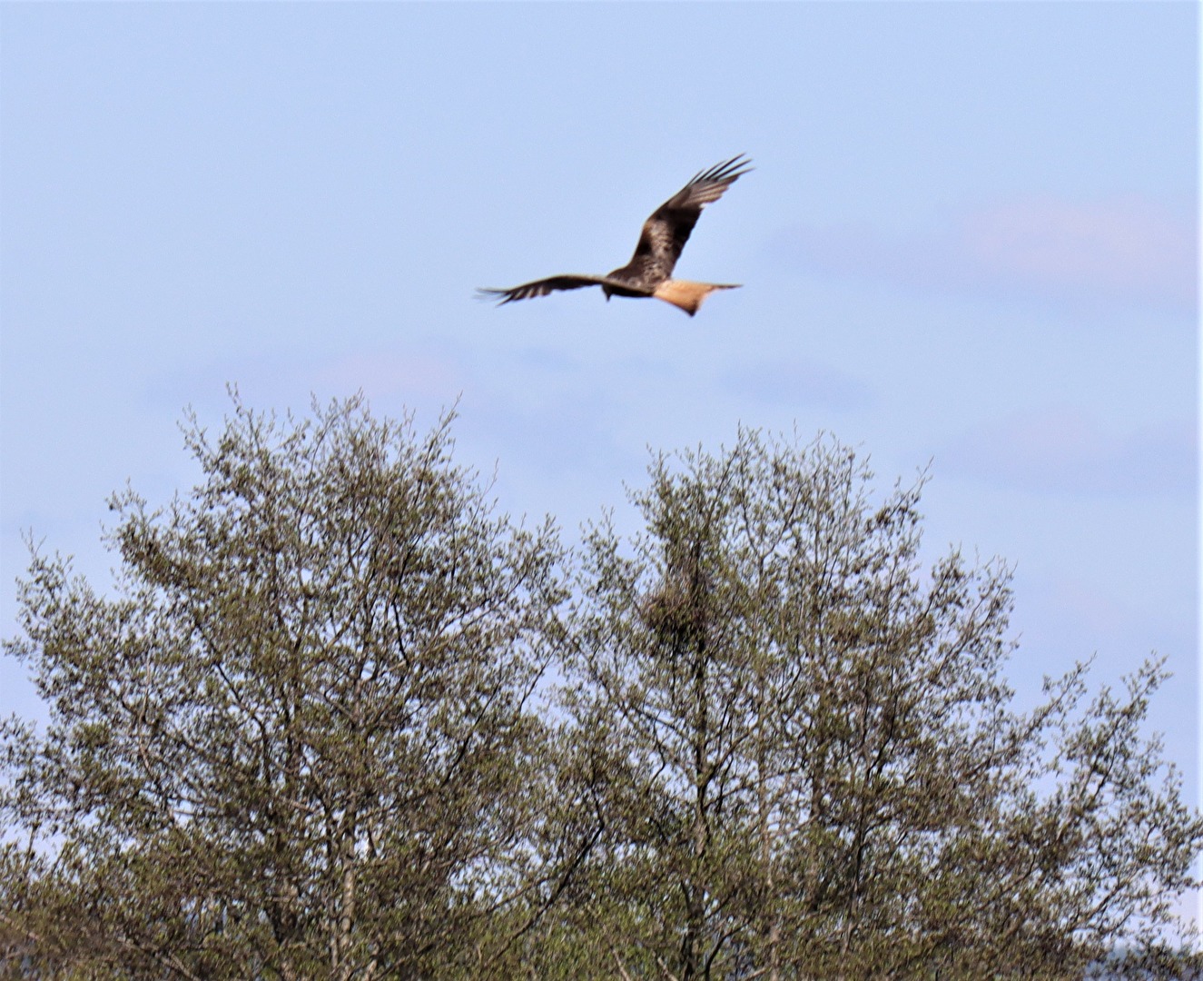 Red Kite
