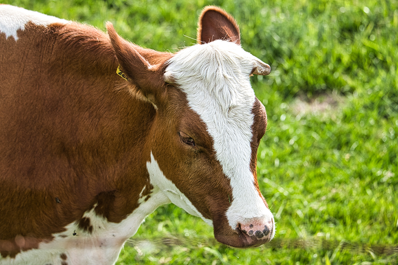 Tiere (allgemein)
