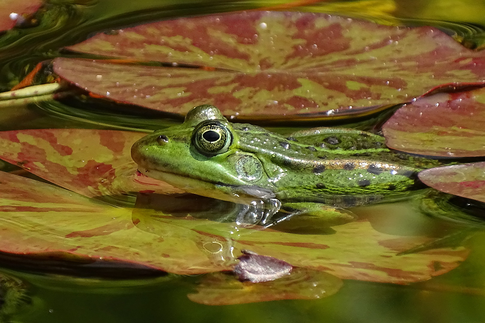 Im Gartenteich