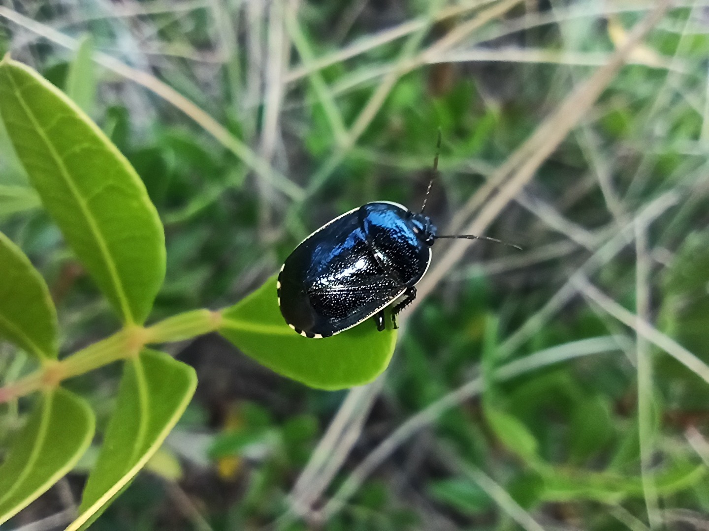 Sehirus cinctus