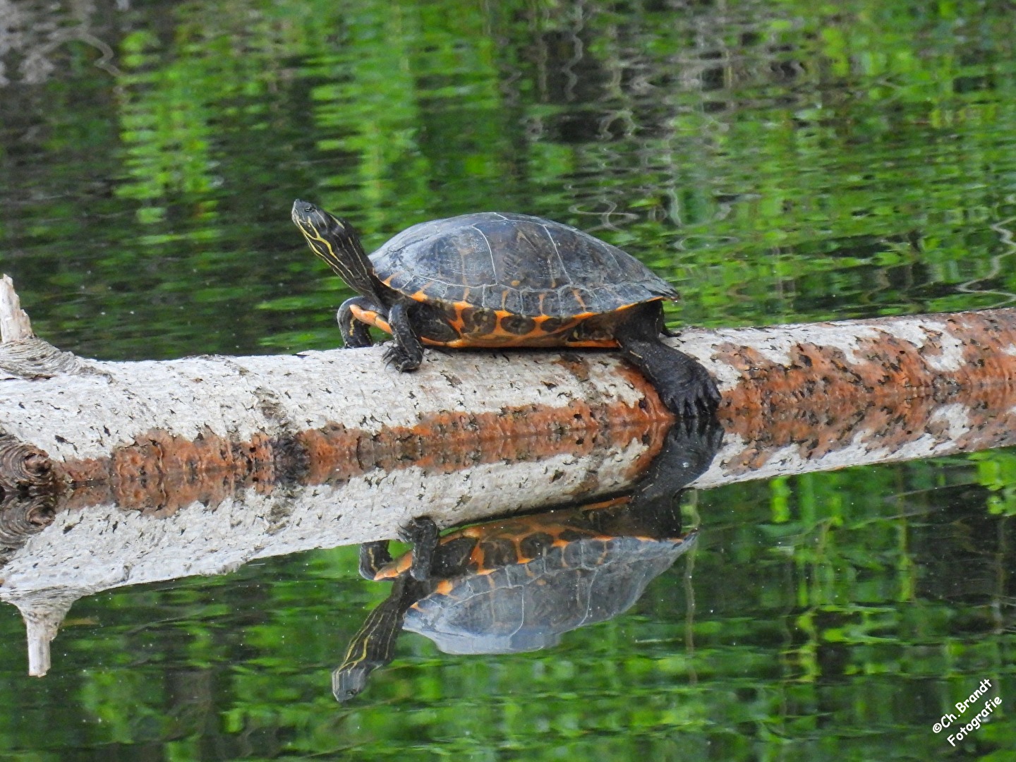 Zierschildkröte!