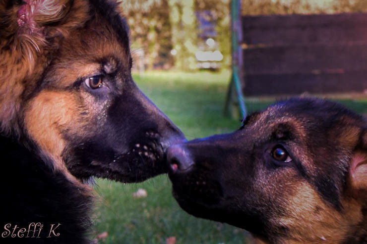 Schäferhundwelpen (Geschwister)