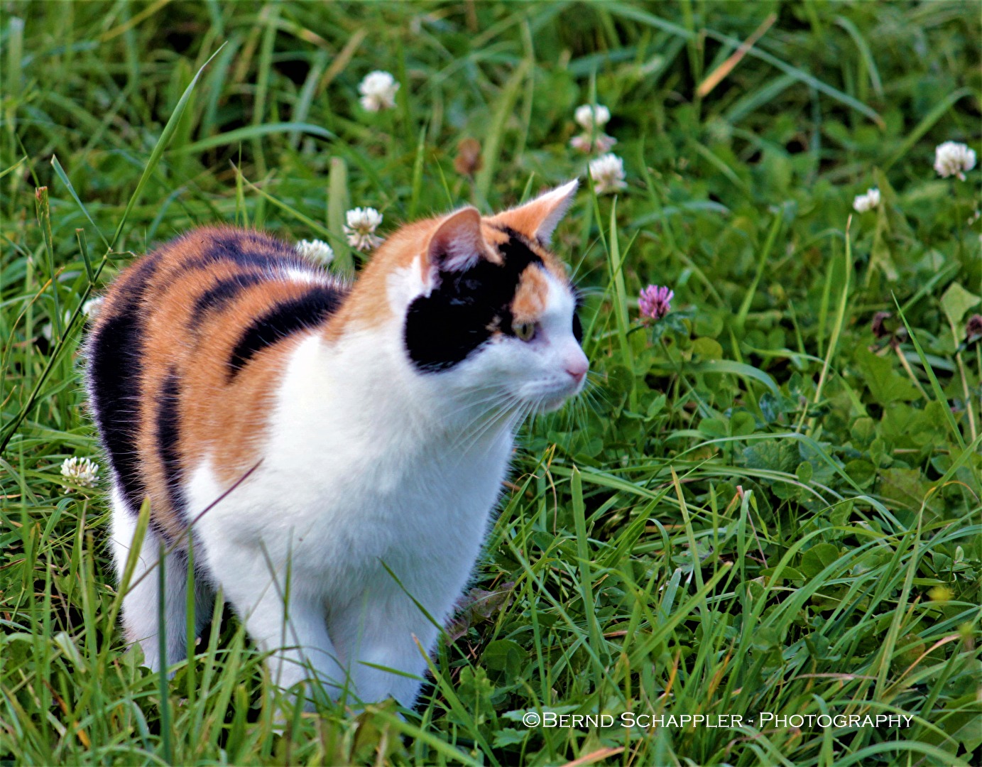 Katze im Gras