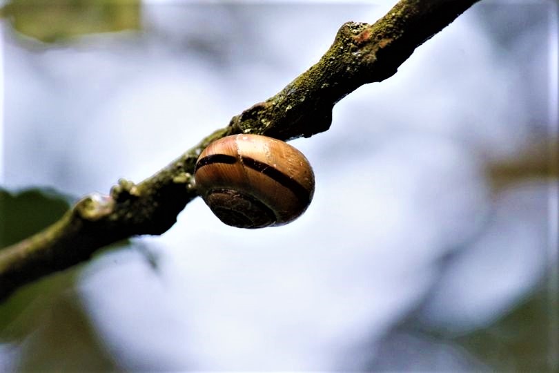 Schnecke auf dem Ast