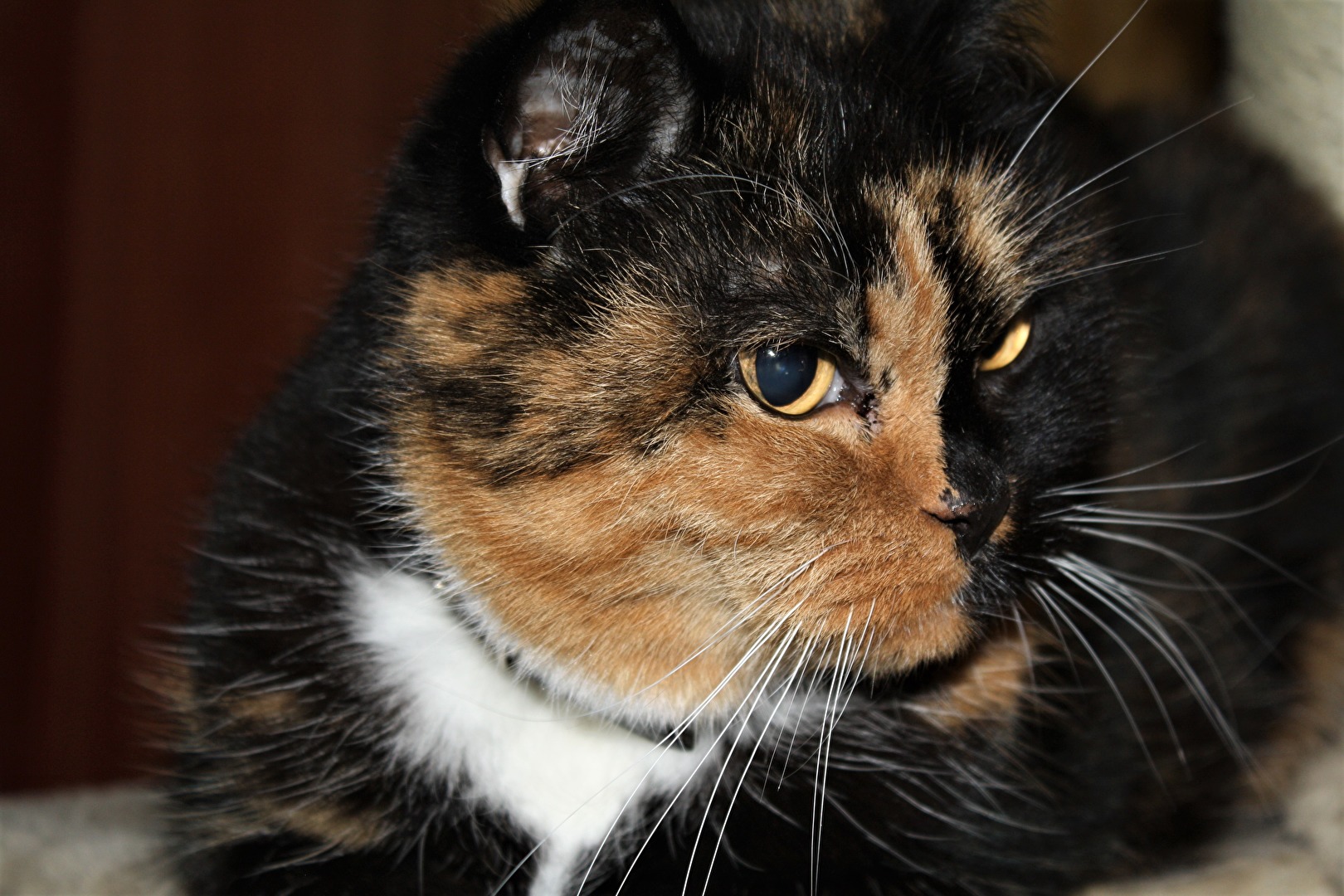 Kreuzung zwischen Haus und Perser Katze