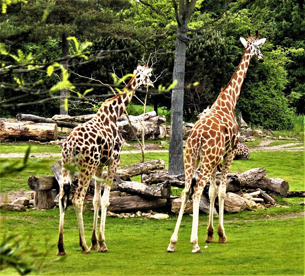 Giraffen