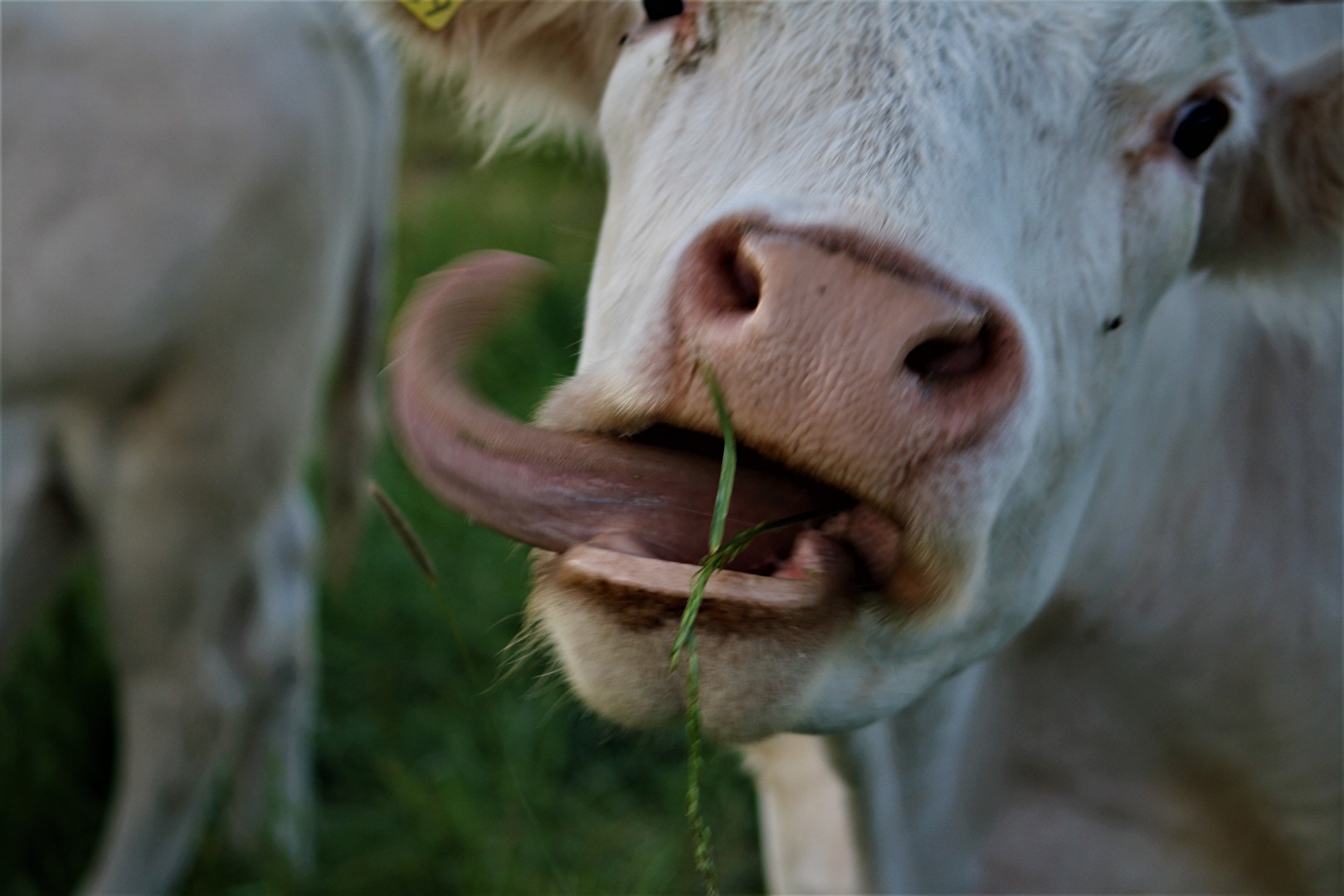Zungenschlag einer Kuh