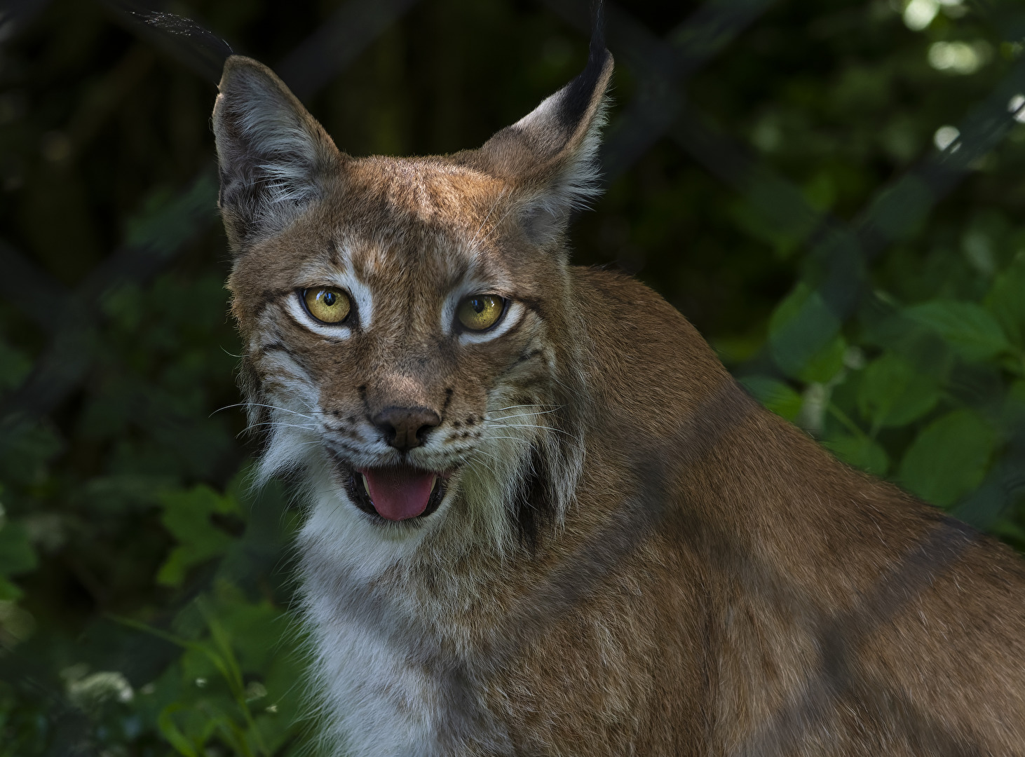 Tiere hinter Gitter..