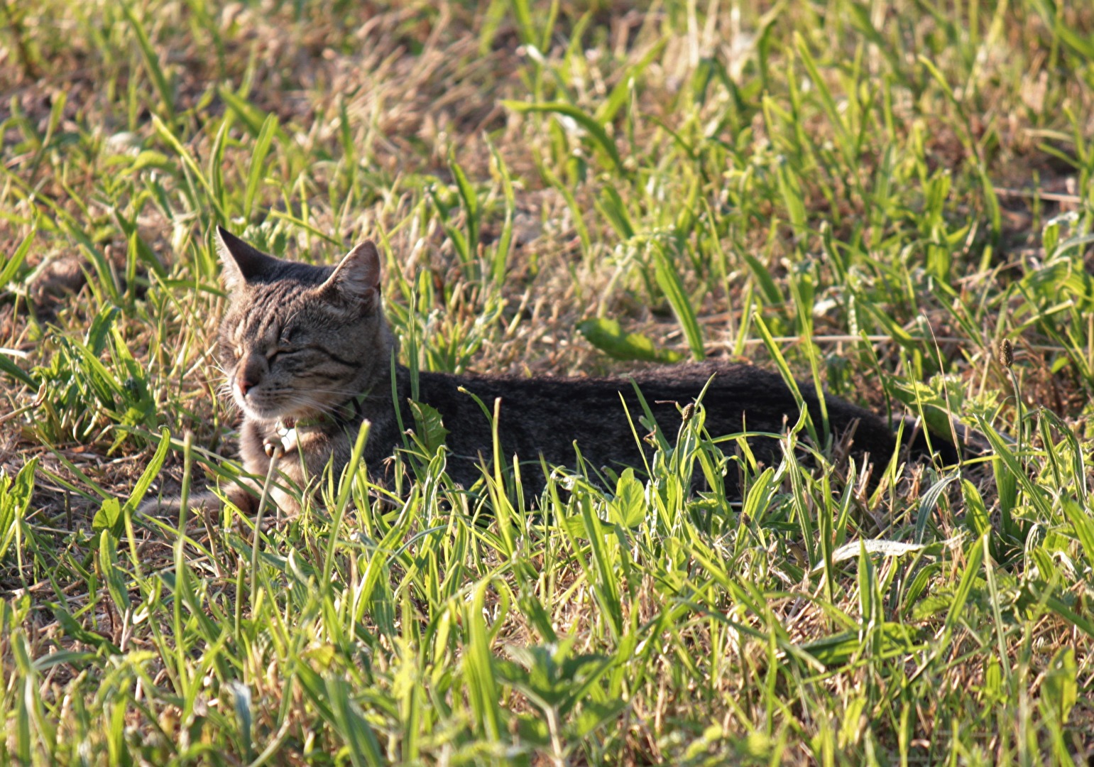 Katze in der Sonne