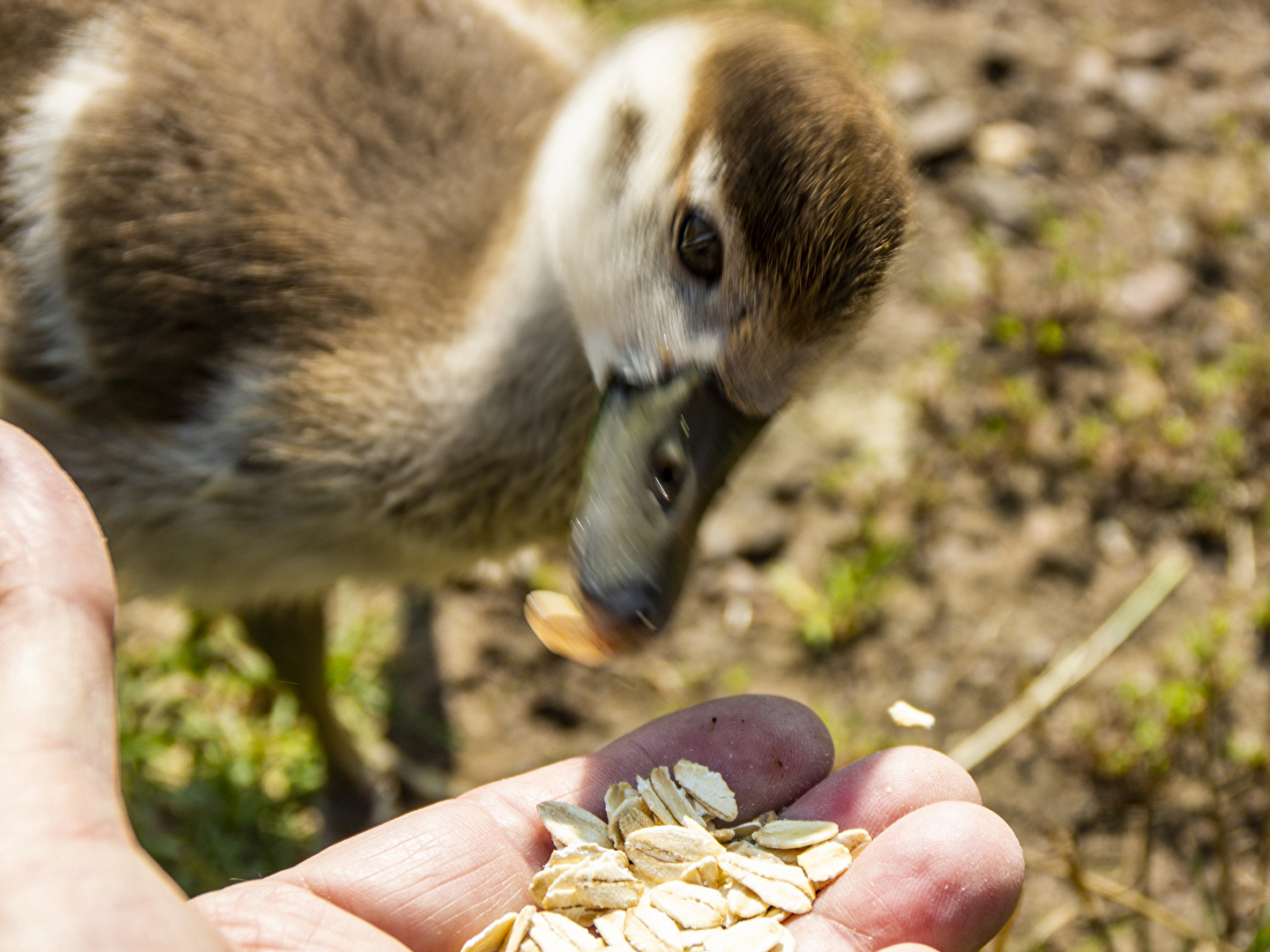 Tiere (allgemein)