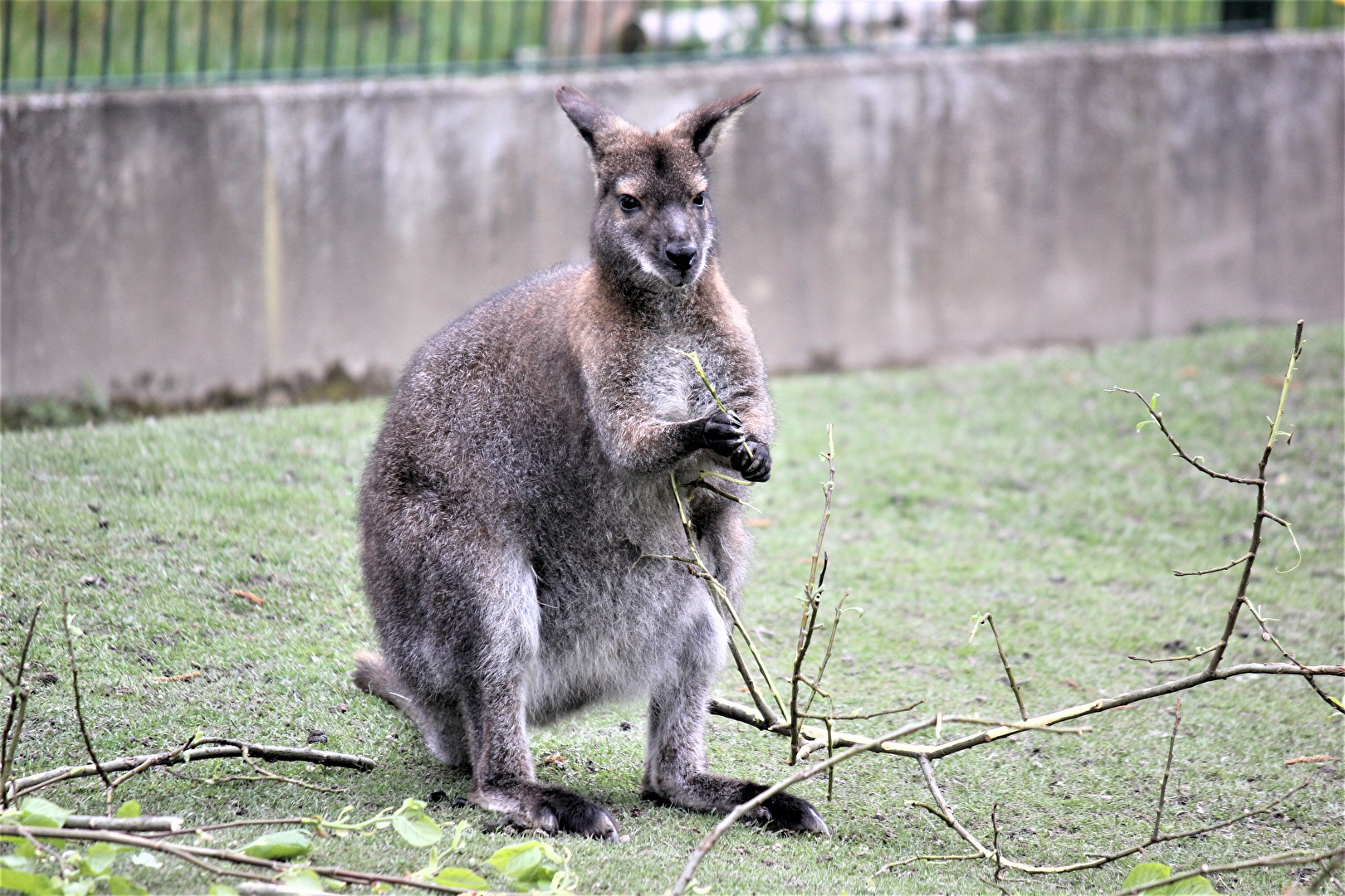 Im Falkensteiner ZOO