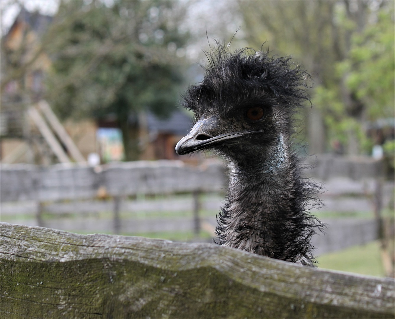 Im Zoo Falkenstein