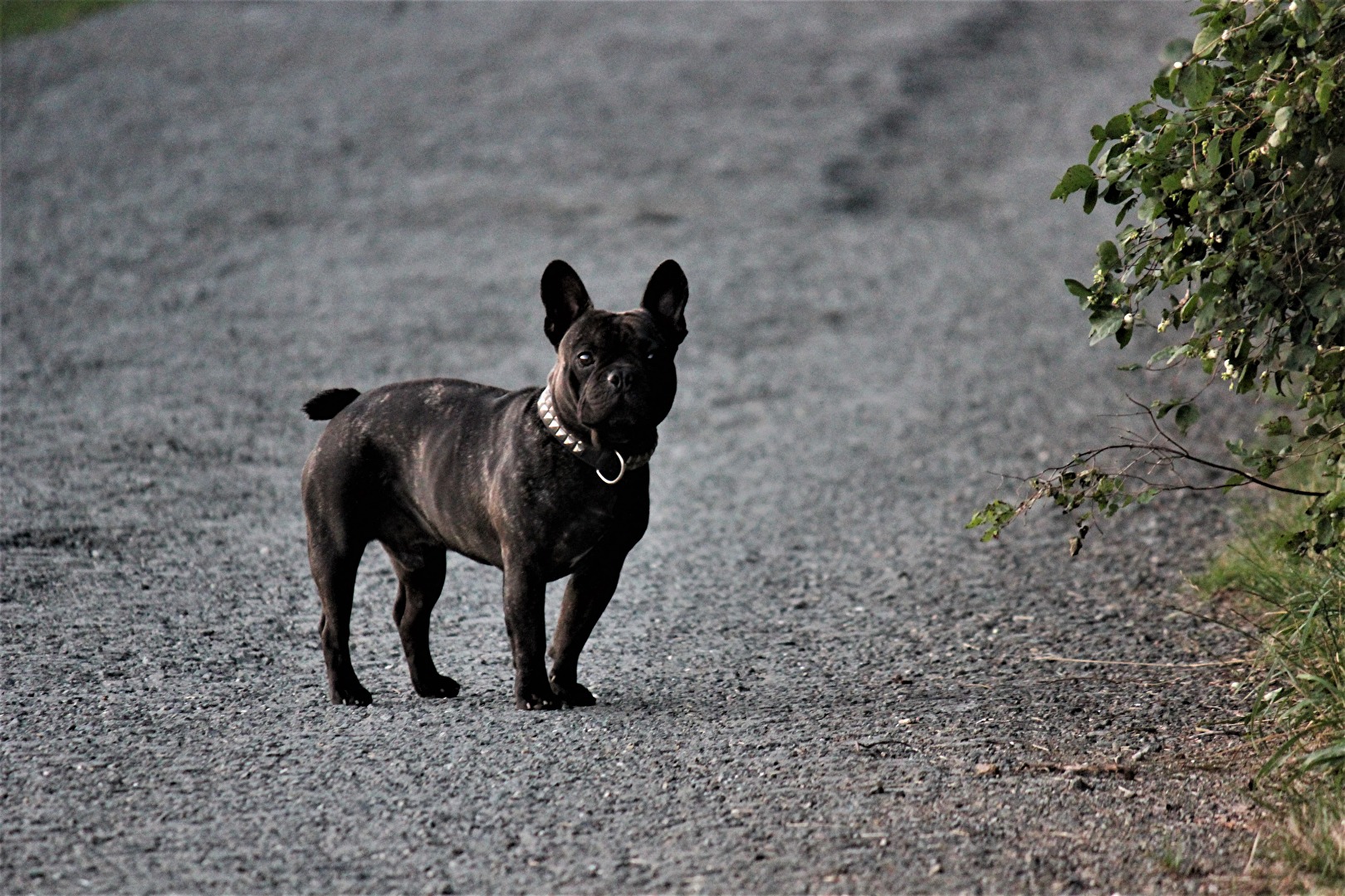 Kleiner Hund