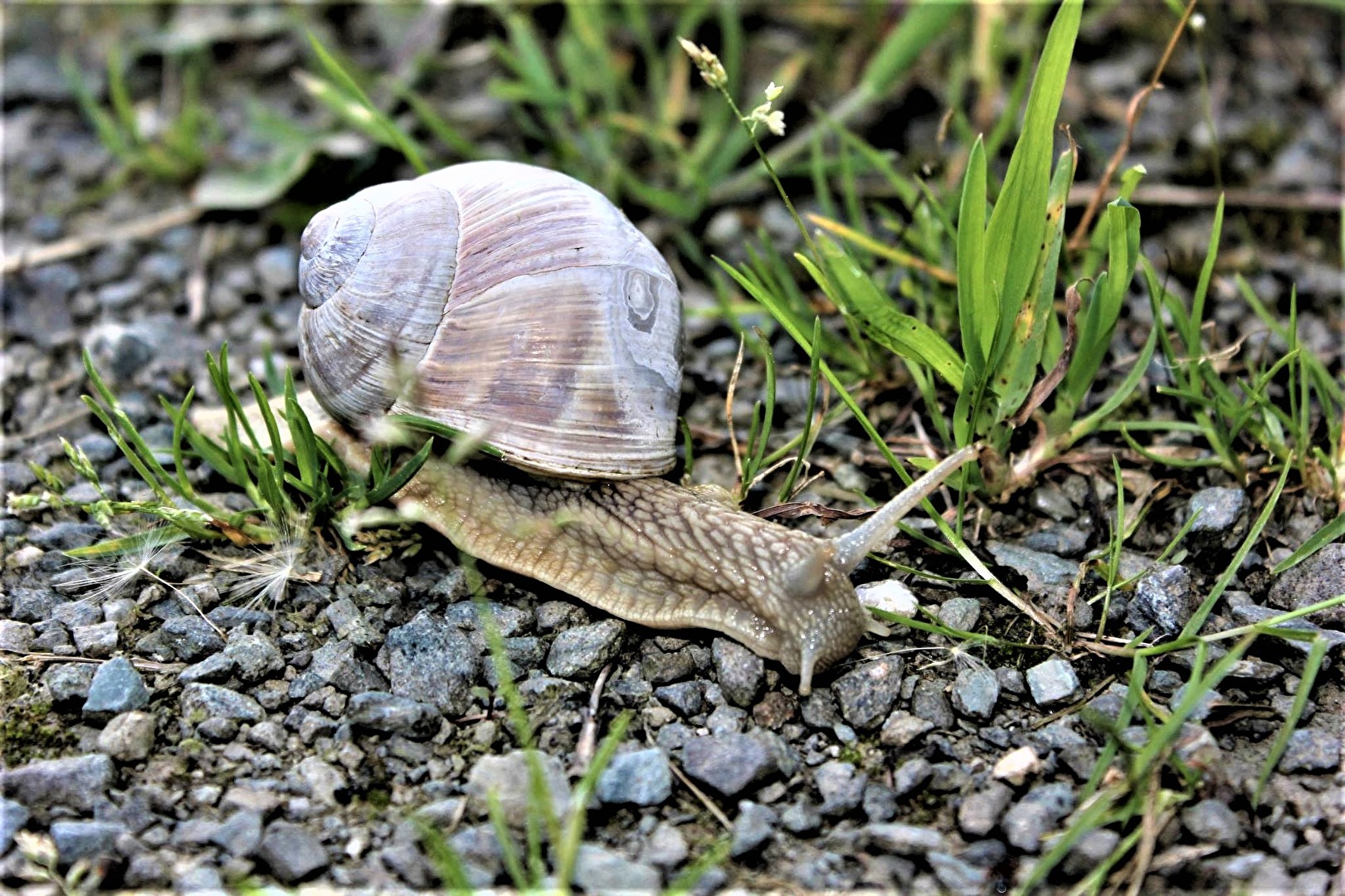 ^Weinbergschnecke