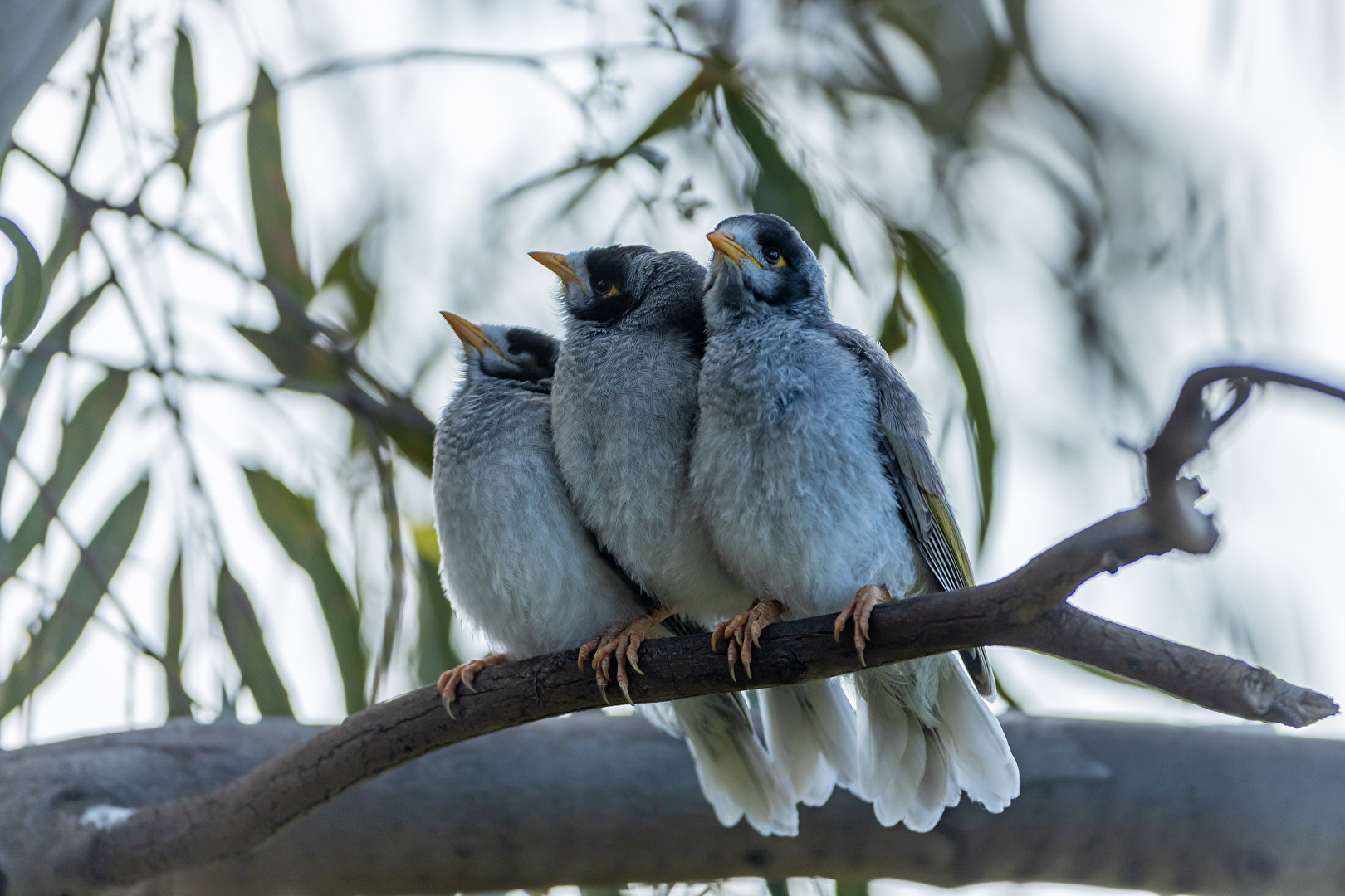 Noisy Miner von der Familie der Honeyeater