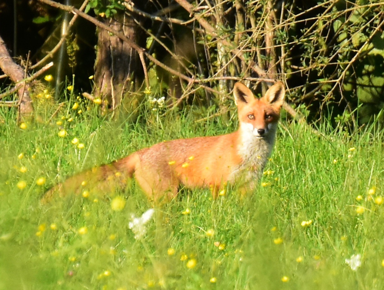 Tiere (allgemein)