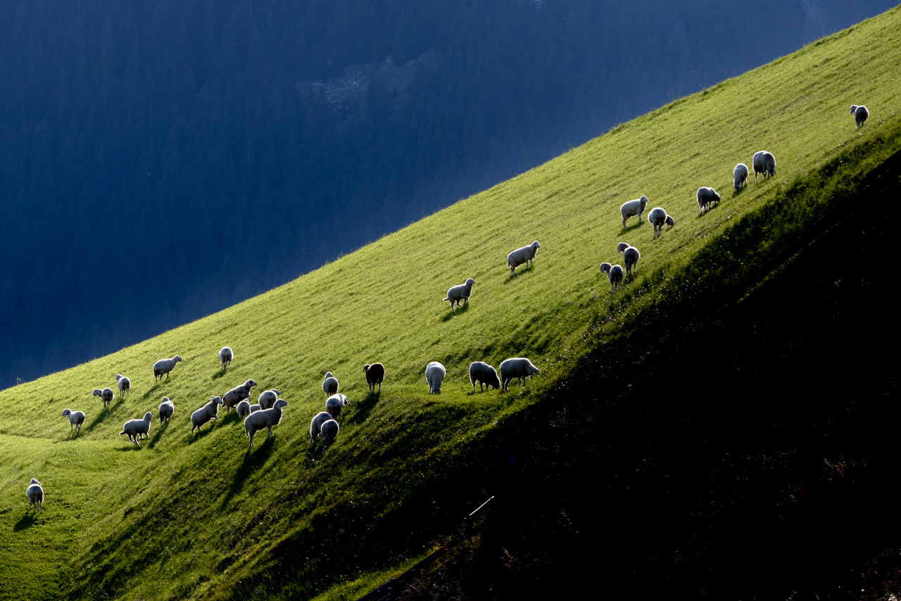 Sarntal und die glücklichen Schafe