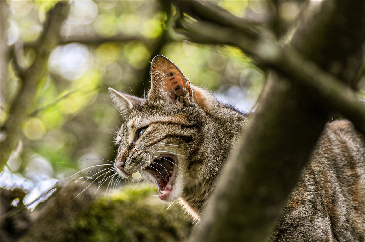 Tiere (allgemein)