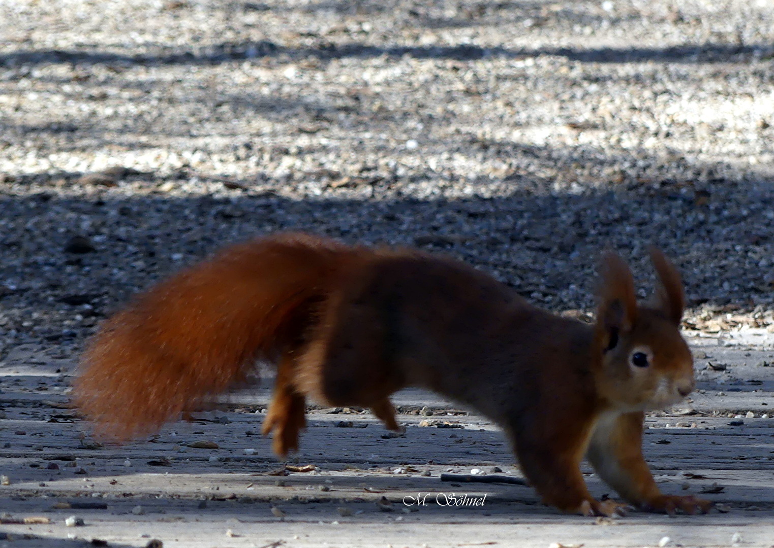 Vor die Linse Gelaufen...
