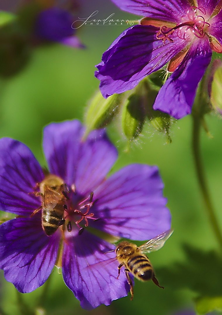 Die Biene und die Blume