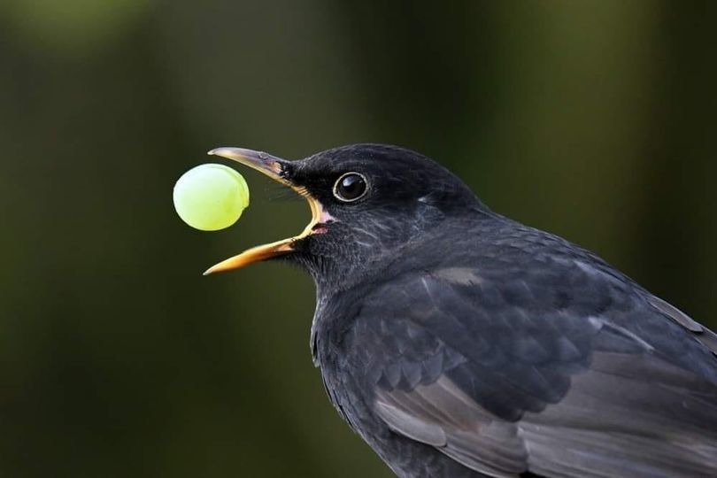 Amsel