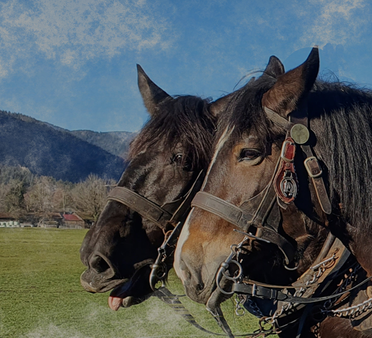 Pferdeportrait, Haflinger