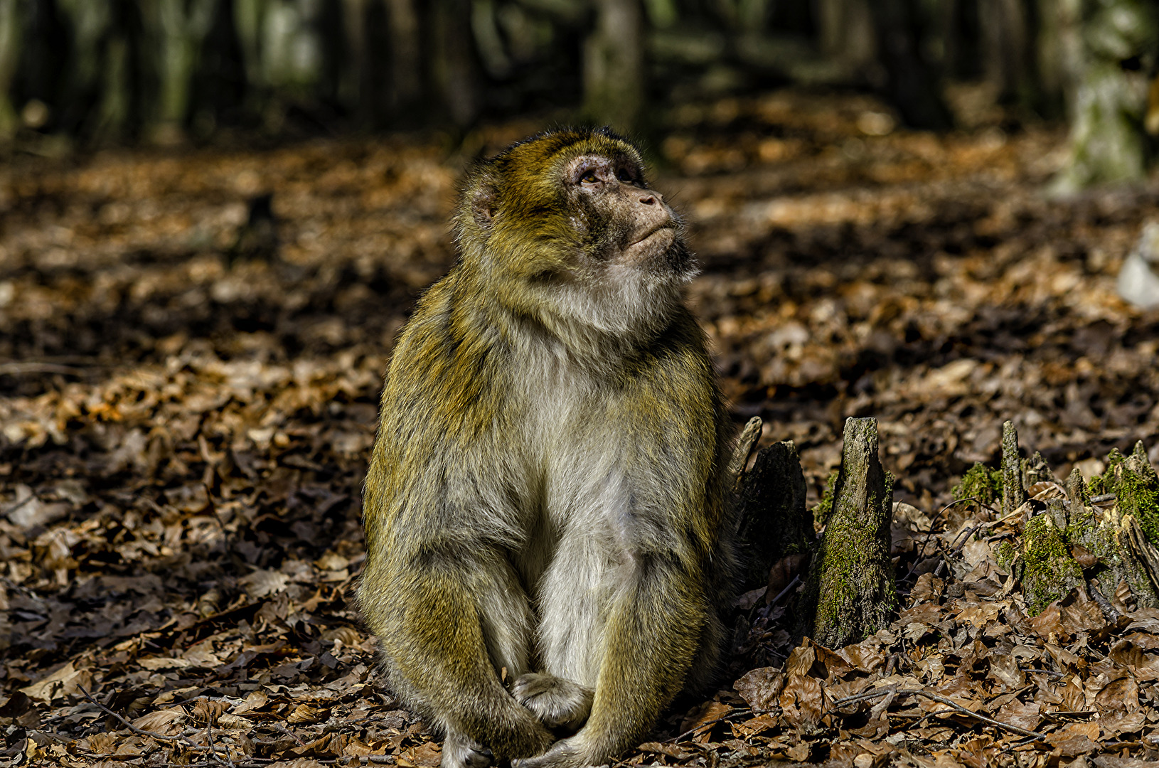 Portrait Berberaffe