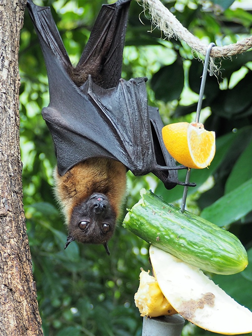 Fledermaus - Wilhelma Stuttgart