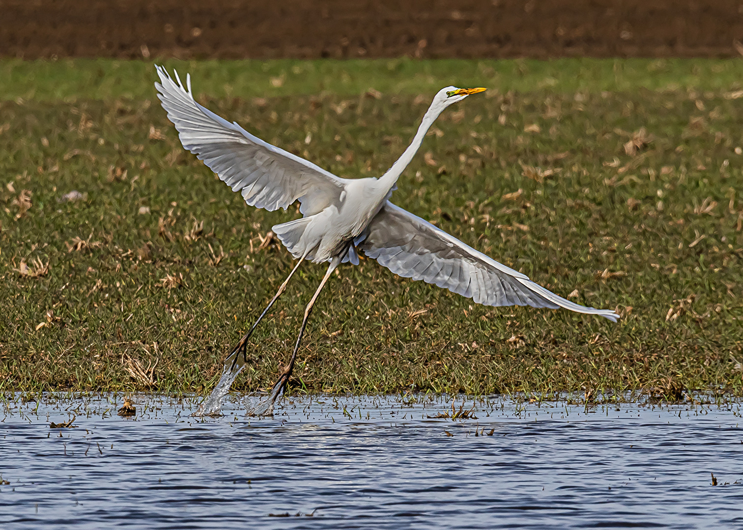 Silberreiher beim Abflug . . .