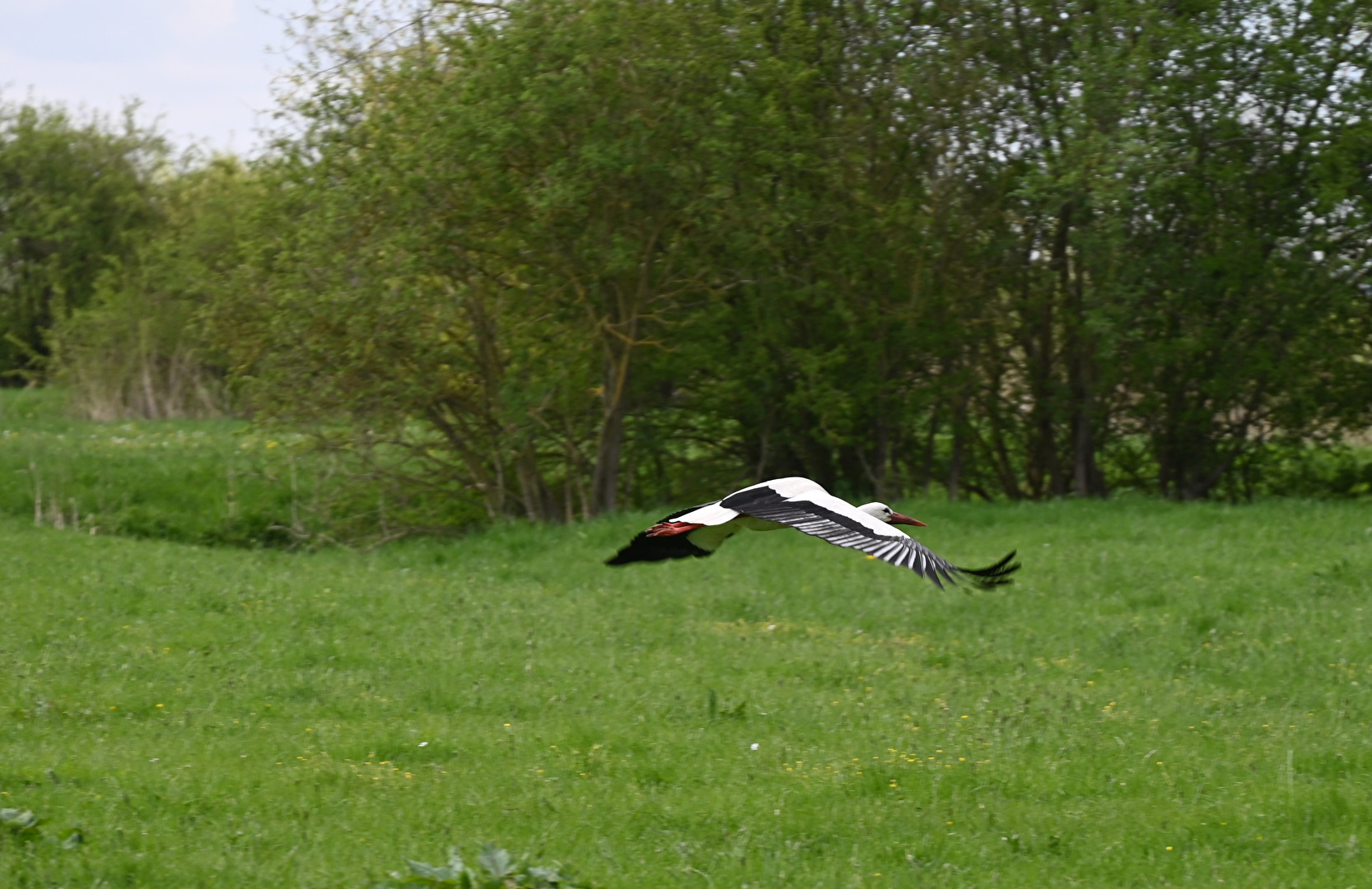 Der Storch im Tiefflug