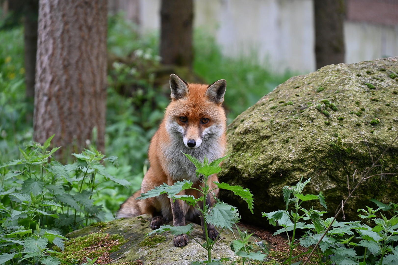 Tiere (allgemein)